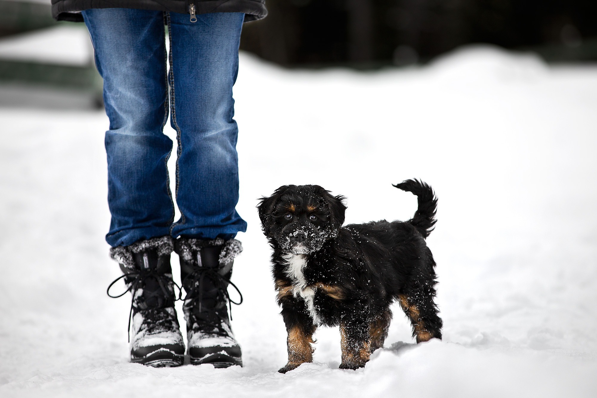 puppy standing beside owners legs in the snow